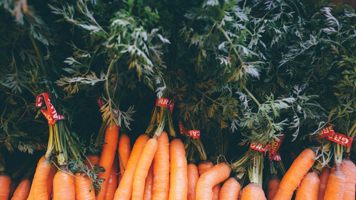 Carrot Bundle