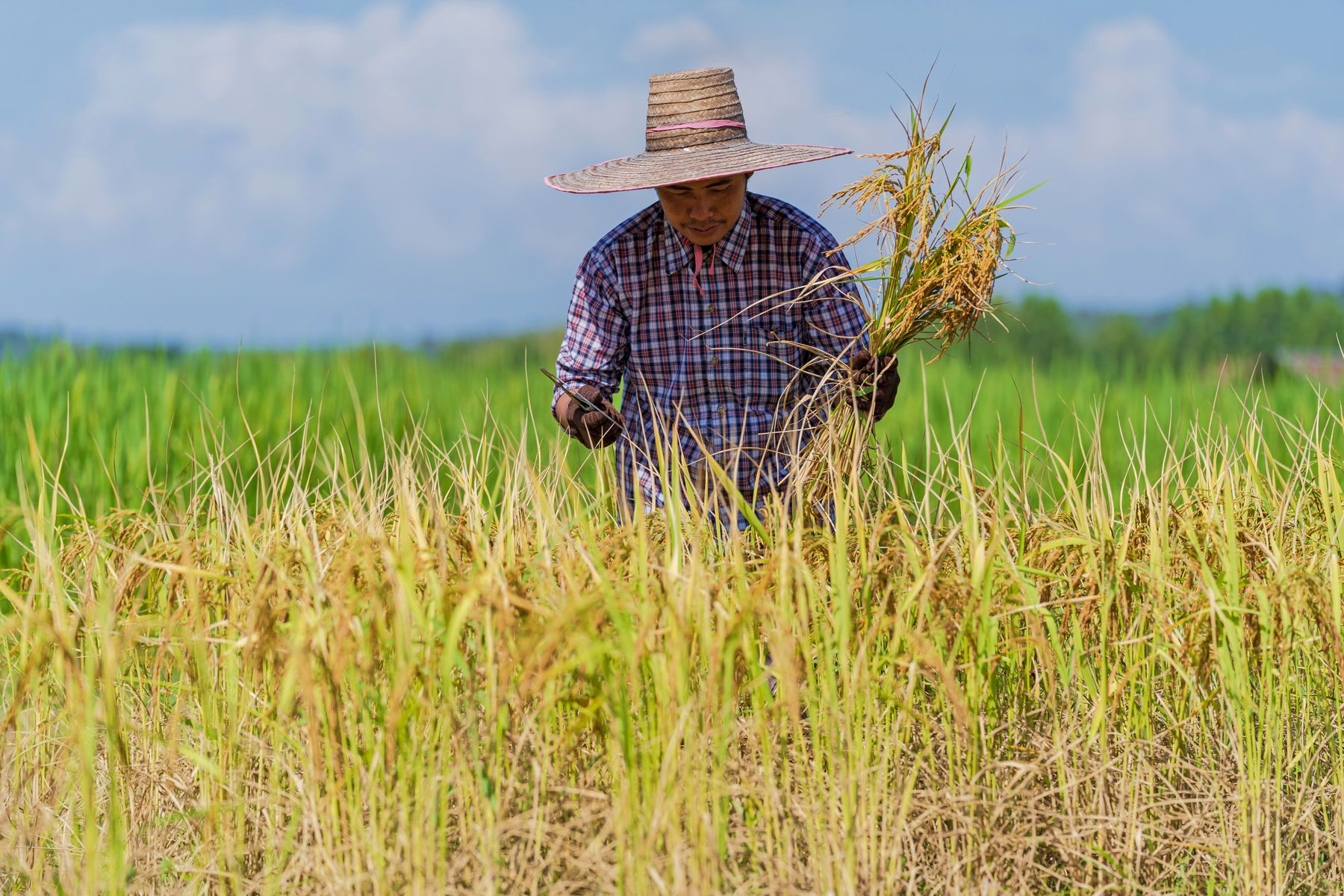 A farmer harvesting rice by hand